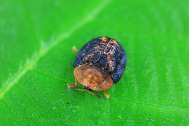 Hispidae ailesi Kuzey Çin 'de bitkilerin üzerinde sürünüyor.