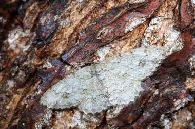 Lepidoptera böcekleri vahşi doğada, Kuzey Çin