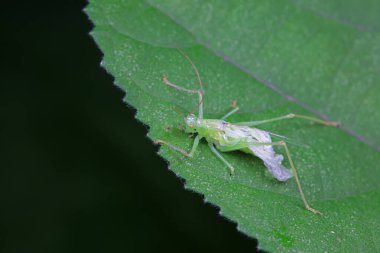 Kuzey Çin 'de Katydid perileri.