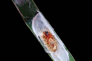 Vahşi doğadaki örümcekler, Kuzey Çin