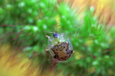 Hispidae ailesi Kuzey Çin 'de bitkilerin üzerinde sürünüyor.