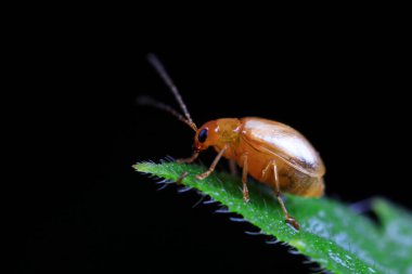 Kuzey Çin 'deki yabani bitkilerin üzerindeki yaprak böceği.