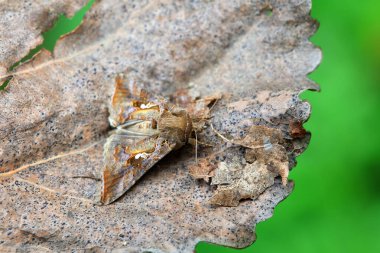 Lepidoptera böcekleri vahşi doğada, Kuzey Çin