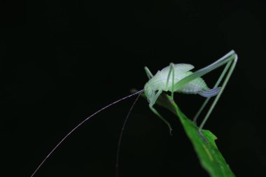 Katydid nymphs in the wild, North China clipart