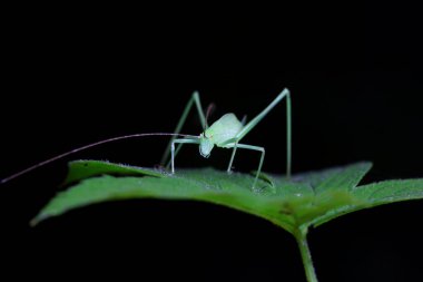 Kuzey Çin 'de Katydid perileri.