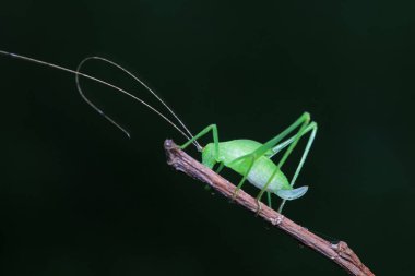Kuzey Çin 'de Katydid perileri.