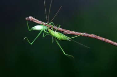 Kuzey Çin 'de Katydid perileri.