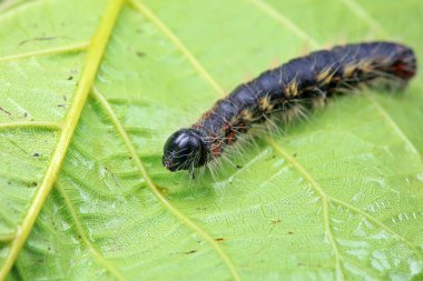 Lepidoptera larvaları vahşi doğada, Kuzey Çin