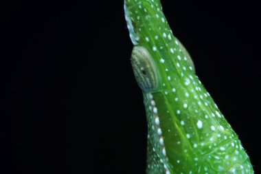 Vahşi doğada, Kuzey Çin 'de Atractomorpha sinensis