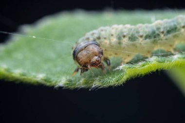 Lepidoptera larvaları vahşi doğada, Kuzey Çin