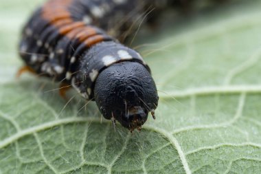 Lepidoptera larvaları vahşi doğada, Kuzey Çin