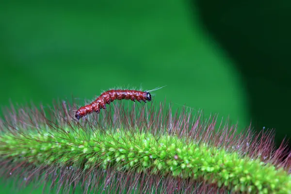 stock image Lepidoptera larvae in the wild, North China