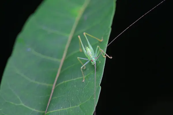 stock image Katydid nymphs in the wild, North China