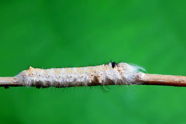 stock image Lepidoptera larvae in the wild, North China