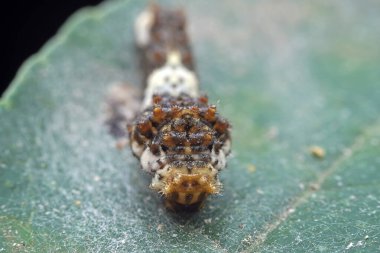 Lepidoptera larvaları vahşi doğada, Kuzey Çin