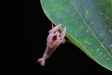 Lepidoptera böcekleri vahşi doğada, Kuzey Çin