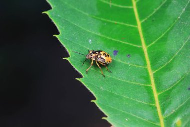 Vahşi doğada hemiptera böcekleri, Kuzey Çin