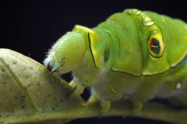 Lepidoptera larvaları vahşi doğada, Kuzey Çin