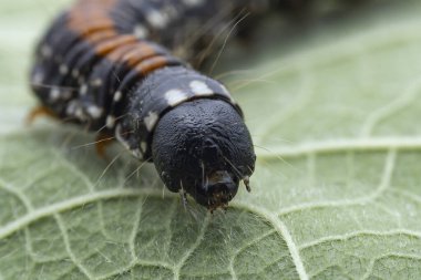 Lepidoptera larvaları vahşi doğada, Kuzey Çin