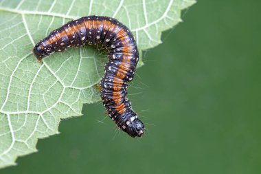 Lepidoptera larvaları vahşi doğada, Kuzey Çin