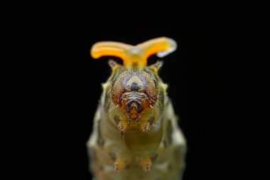 Lepidoptera larvaları vahşi doğada, Kuzey Çin