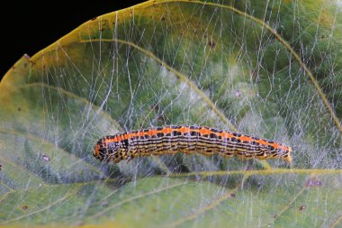 Lepidoptera larvae in the wild, North China clipart