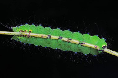 Lepidoptera larvaları vahşi doğada, Kuzey Çin