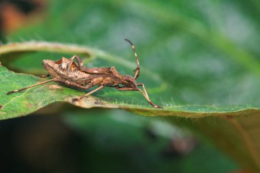 Point bee edge stink bug in the wild, North China clipart