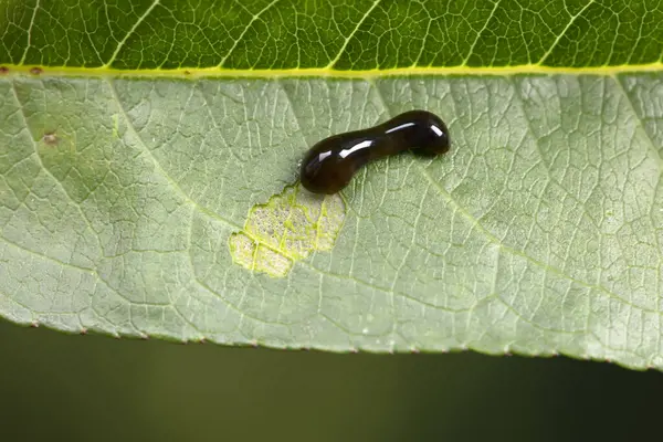 Kuzey Çin 'deki yabani bitkilerin üzerinde arı larvaları.