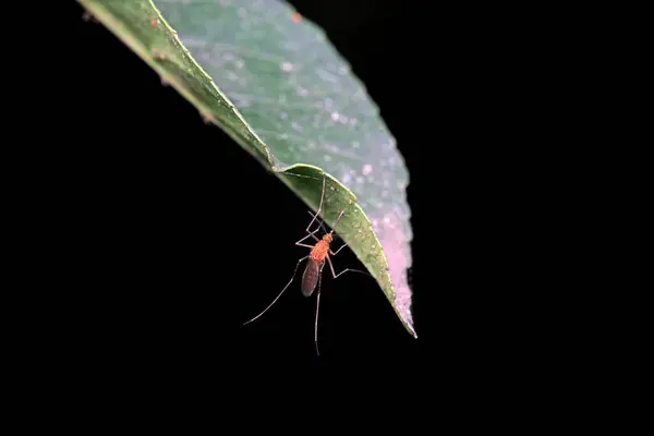 stock image mosquito insect in the wild, North China