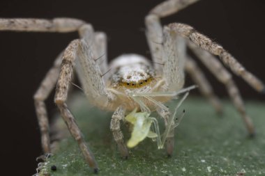 Vahşi doğadaki örümcekler, Kuzey Çin