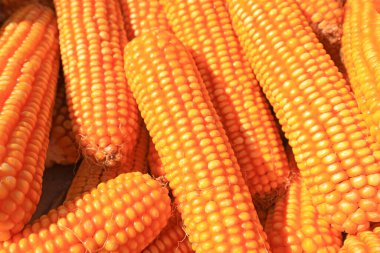 Bir çiftlikte yığılmış altın mısır,