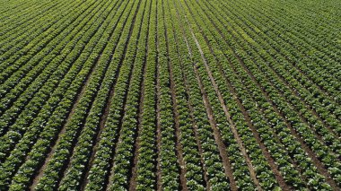 Çiftçiler, Kuzey Çin 'deki çiftlikte Çin lahanası sıkarlar.