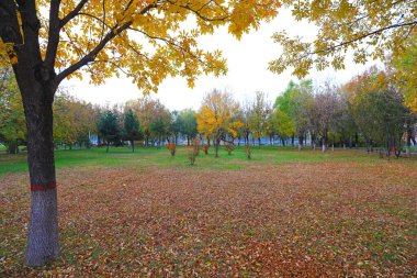 Parkta sonbahar yaprakları, Kuzey Çin