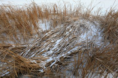 Karda karahindiba, kış doğal manzarası