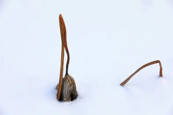 stock image Withered pole in snow, North China