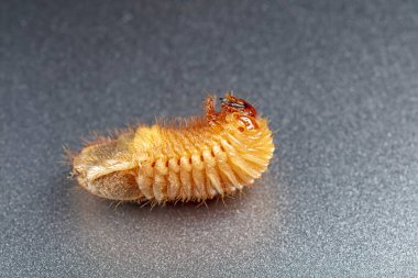 Tırtıl, bir Coleoptera böceğinin larvası.
