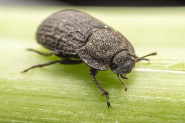 Kuzey Çin 'deki yabani bitkilerin üzerine koyu renkli bir tünek.