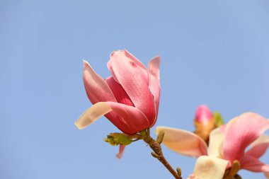 Güzel manolya çiçekleri parkta, Kuzey Çin 'de.