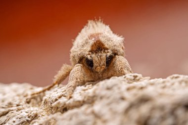 Kuzey Çin 'deki Lepidoptera güvelerini kapatın.