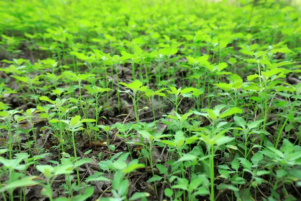 stock image Wild green plants in woodland, North China