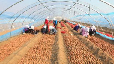 LUANNAN COUNTY, Çin - 8 Mart 2022 Çiftçiler Kuzey Çin 'deki seraya tatlı patates tohumları koyuyorlar