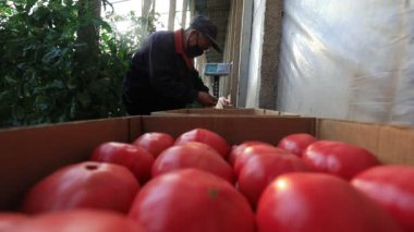 LUANNAN COUNTY, Çin - 26 Mart 2022: Çiftçiler Kuzey Çin 'deki serada domatesleri yeniden paketliyorlar