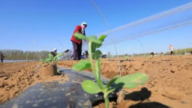 LUANNAN COUNTY, Çin - 14 Nisan 2022 Çiftçiler Kuzey Çin 'deki çiftlikte karpuz fideleri dikiyorlar