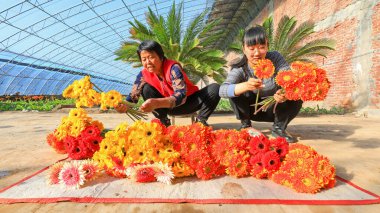 LUANNAN COUNTY, China - November 23, 2021: farmers tie gerberas in greenhouses, North China clipart