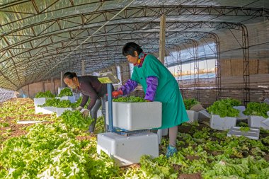 LUANNAN COUNTY, Çin - 25 Kasım 2021: çiftçiler, Kuzey Çin 'de bir serada yaprak salatası paketliyorlar.