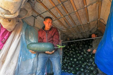 LUANNAN COUNTY, Çin - 2 Aralık 2021 Çiftçiler Kuzey Chin 'deki çiftlikte siyah kabak taşıyorlar