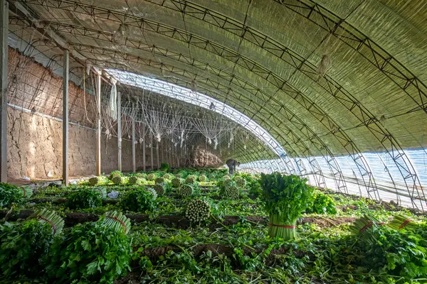 stock image LUANNAN COUNTY, China - November 24, 2021: farmers harvest celery in a greenhouse, North China