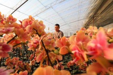LUANNAN COUNTY, Çin - 28 Aralık 2021: Çiftçiler Kuzey Çin 'deki Phalaenopsis' in icabına bakıyorlar