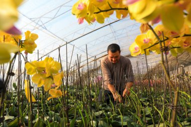 LUANNAN COUNTY, Çin - 28 Aralık 2021: Çiftçiler Kuzey Çin 'deki Phalaenopsis' in icabına bakıyorlar